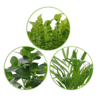 3x Air-purifying house plants - Mix Medium incl. decorative pots anthracite - Gift idea