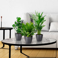 3x Air-purifying house plants - Mix Medium incl. decorative pots anthracite - Gift idea