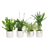 4x Air-purifying indoor plants - Mix including decorative white pots