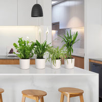 4x Air-purifying indoor plants - Mix including decorative white pots