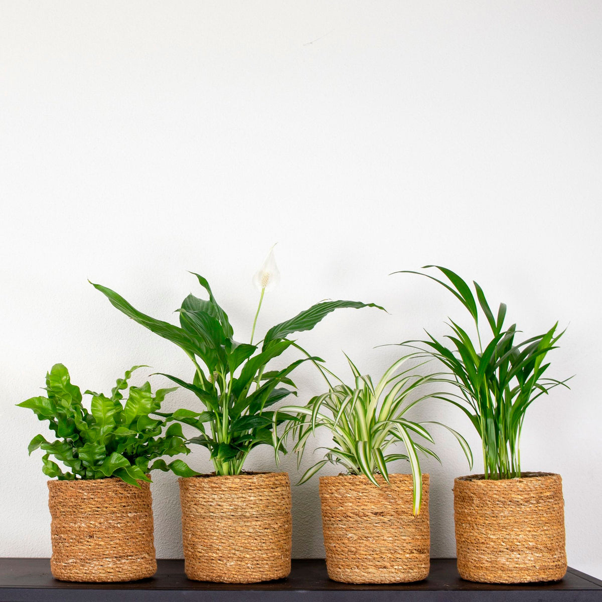 4x Air-purifying indoor plants - Mix including brown baskets