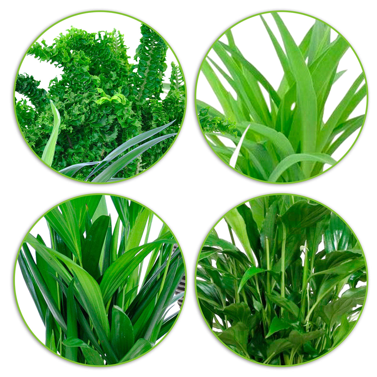4x Air-purifying indoor plants - Mix including 4x decorative anthracite pots
