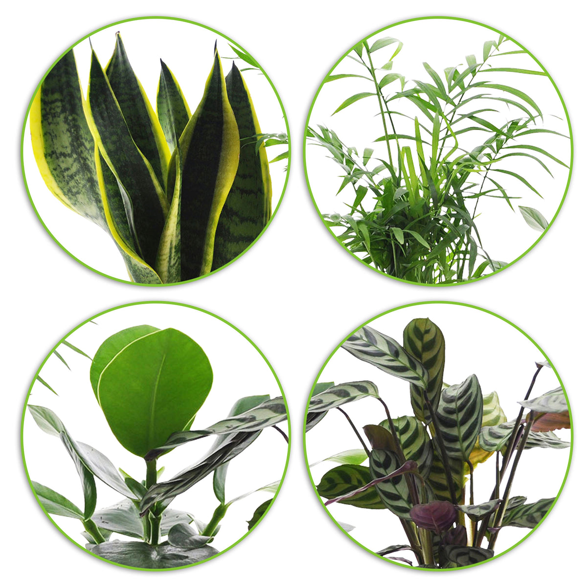4x Indoor plants that are easy to care for - Mix including decorative gold pots