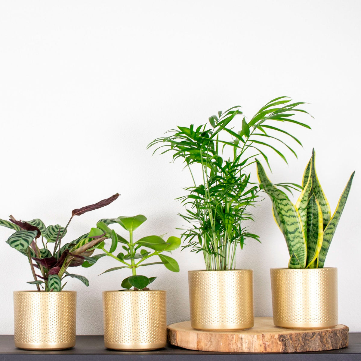 4x Indoor plants that are easy to care for - Mix including decorative gold pots
