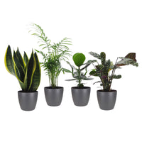 4x Indoor plants that are easy to care for - Mix including decorative anthracite pots