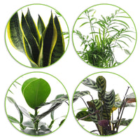 4x Indoor plants that are easy to care for - Mix including decorative anthracite pots