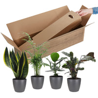 4x Indoor plants that are easy to care for - Mix including decorative anthracite pots
