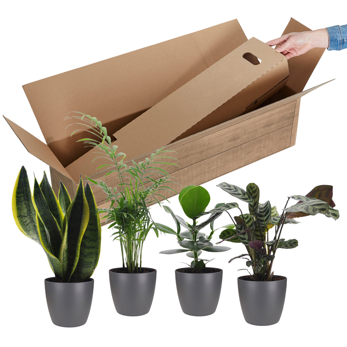 4x Indoor plants that are easy to care for - Mix including decorative anthracite pots