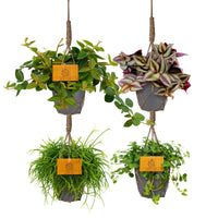 4x Hanging indoor plants - Mix including decorative anthracite pots and hanging rope planter