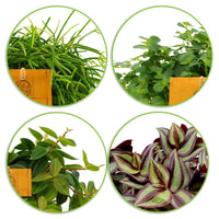 4x Hanging indoor plants - Mix including decorative anthracite pots and hanging rope planter