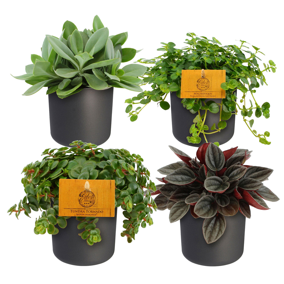4x Trendy indoor plants - Mix including decorative anthracite pots