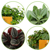 4x Trendy indoor plants - Mix including decorative anthracite pots