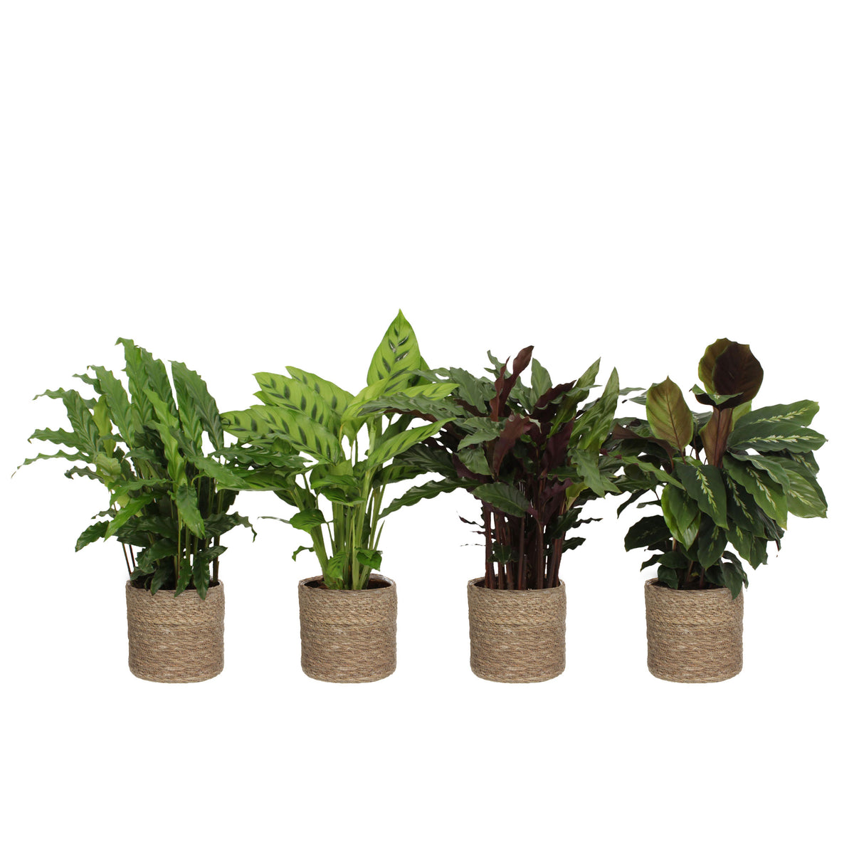 4x Air-purifying Calatheas - Mix including brown baskets