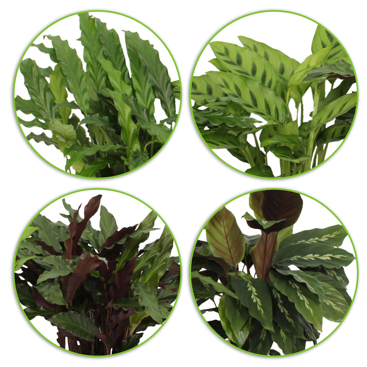 4x Air-purifying Calatheas - Mix including brown baskets