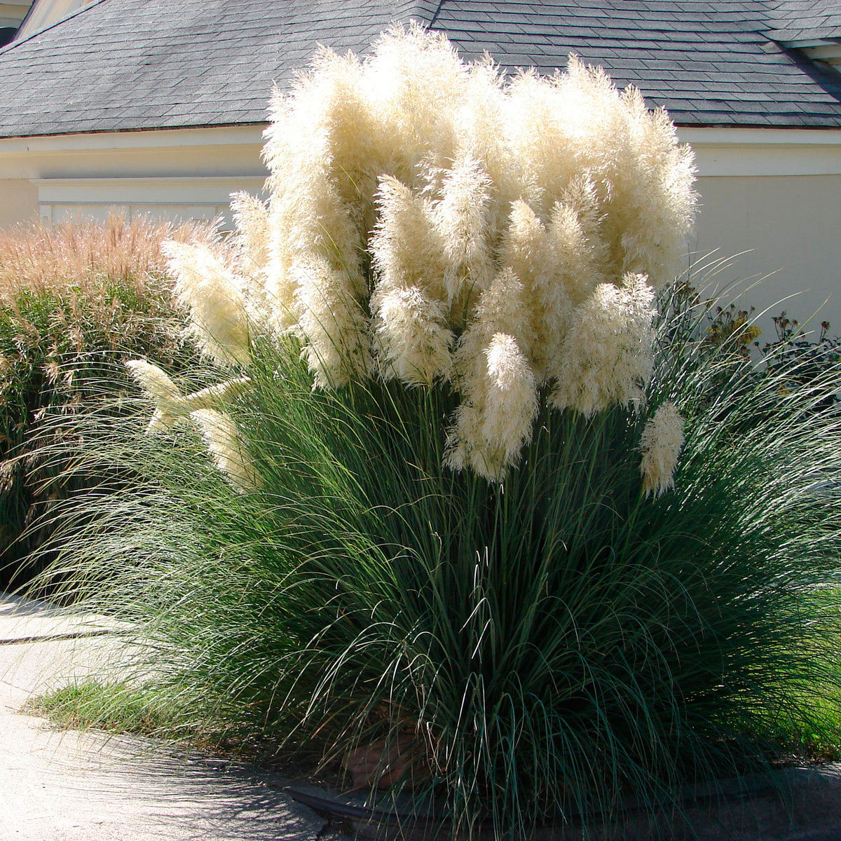 Pampas grass Cortaderia 'Evita' white