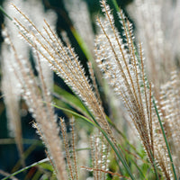 Silvergrass Miscanthus 'Gracillimus' white