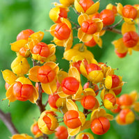 Bittersweet Celastrus orbiculatus Orange-Green-Yellow - Hardy plant