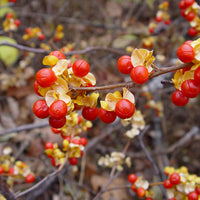Bittersweet Celastrus orbiculatus Orange-Green-Yellow - Hardy plant