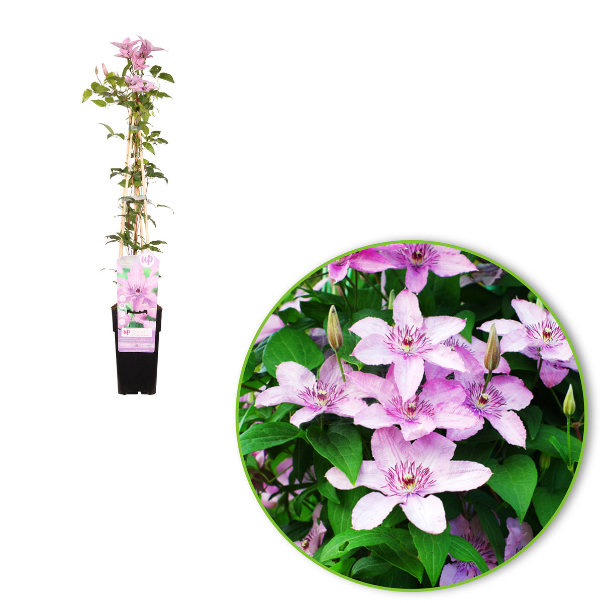 Clematis 'Hagley' Pink