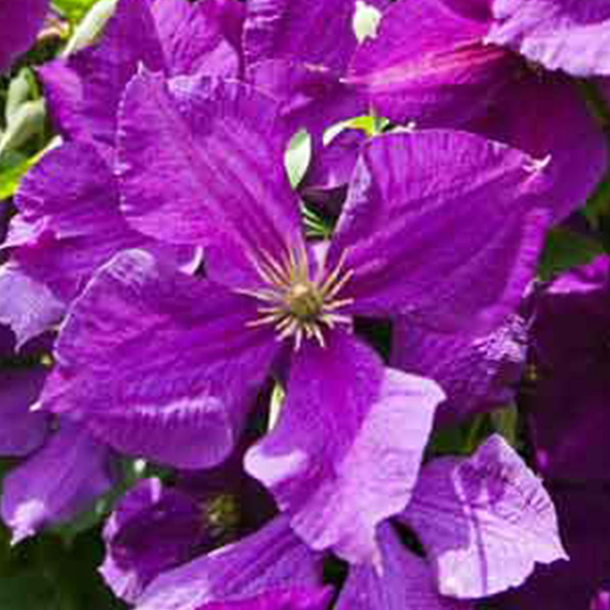 Clematis 'Jackmanii' Purple
