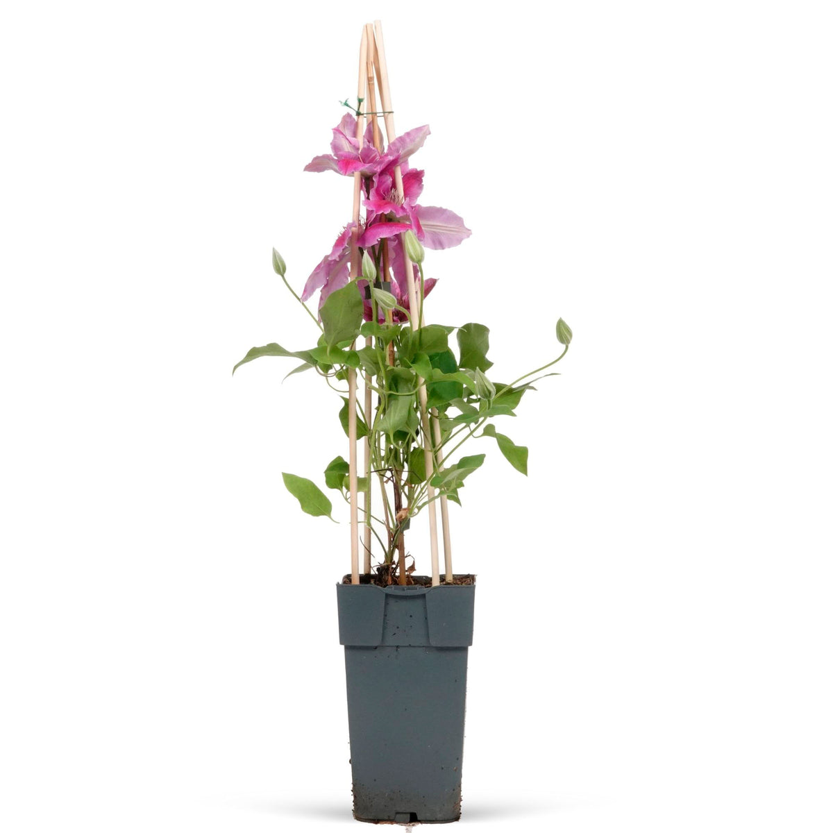 Clematis Clematis 'Nelly Moser' pink-white