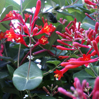 Honeysuckle Lonicera 'Dropmore Scarlet' orange-red