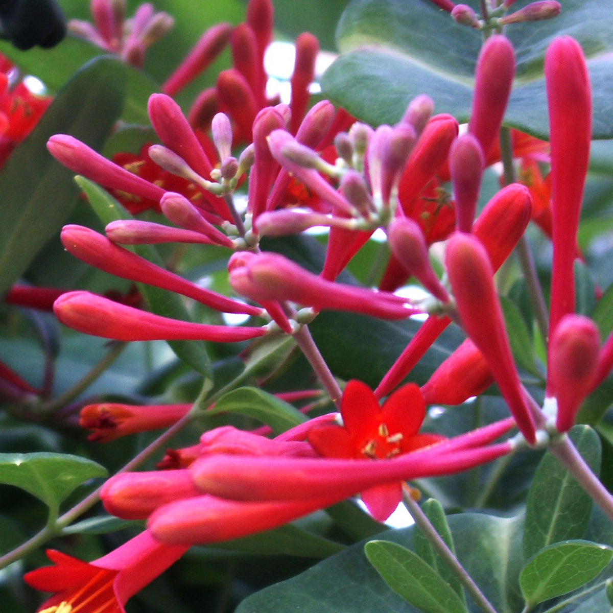 Honeysuckle Lonicera 'Dropmore Scarlet' orange-red