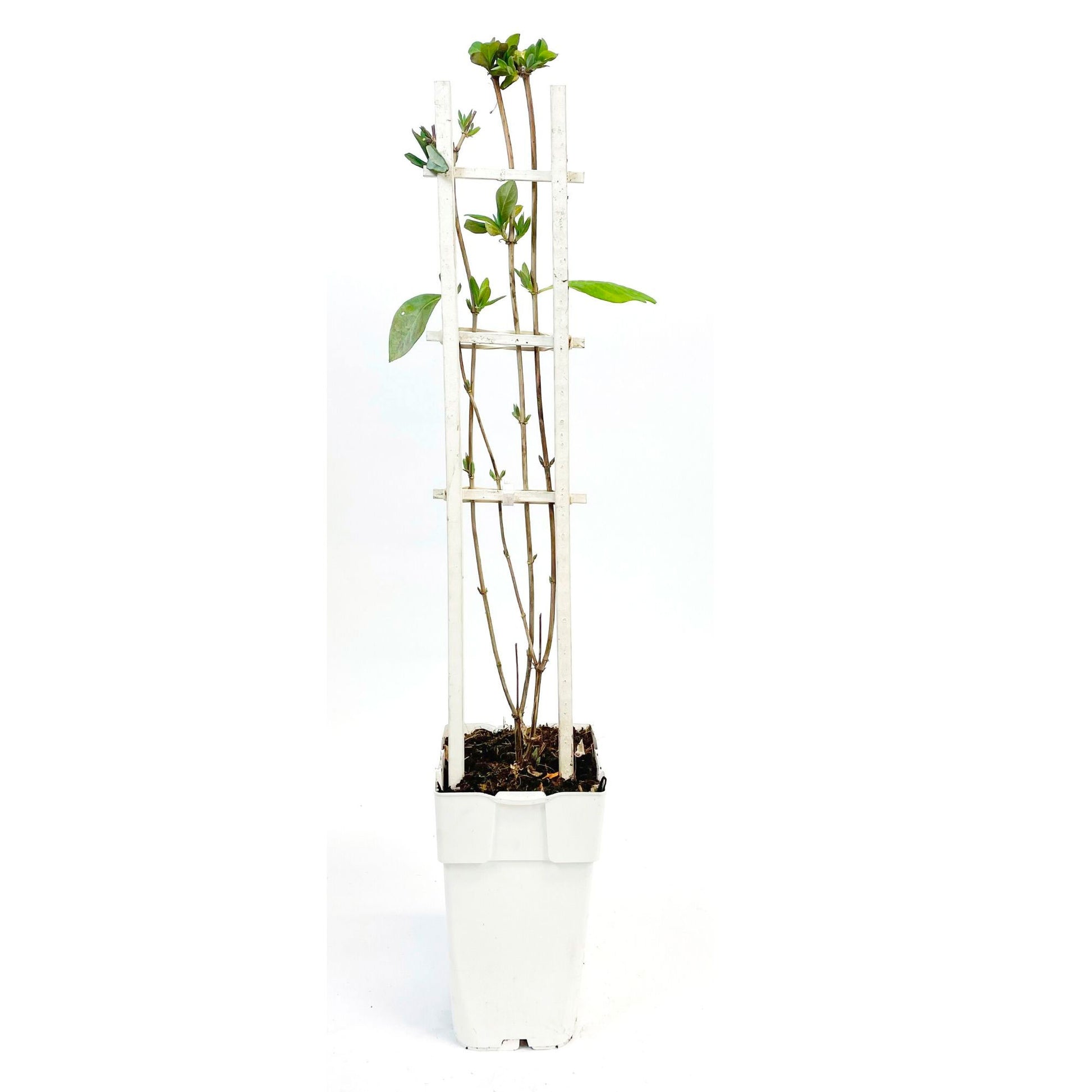 honeysuckle indoor plant Honeysuckle Lonicera 'Imperial' red-white