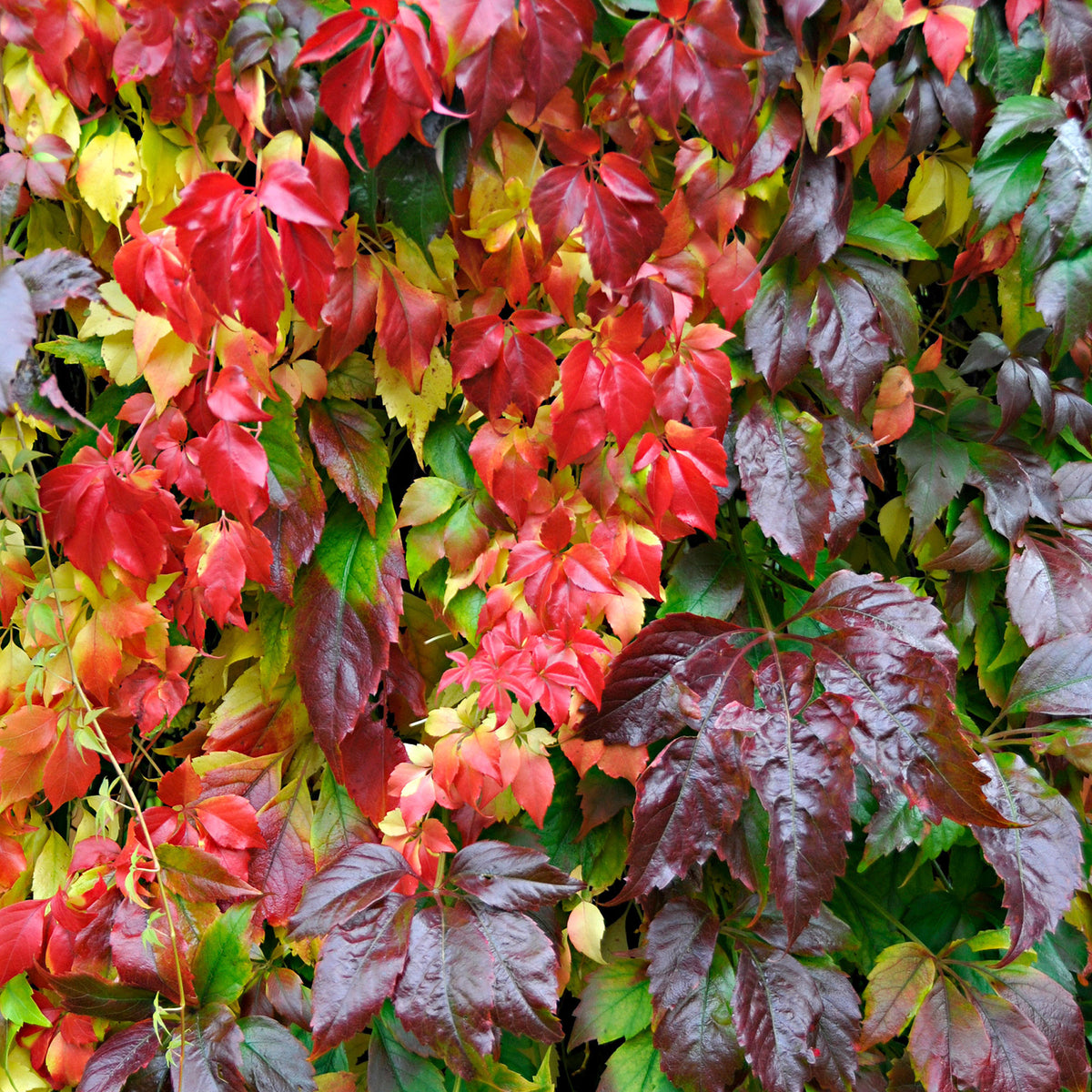 Parthenocissus Parthenocissus 'Engelmannii' red