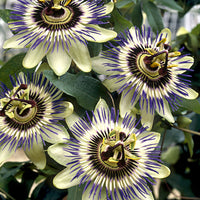 Passion flower Passiflora 'Damsels Delight' purple - Hardy plant