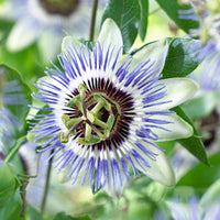 Passion flower Passiflora 'Damsels Delight' purple - Hardy plant