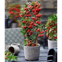 Firethorn Pyracantha 'Red Star' red