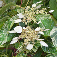 Japanese hydrangea vine Schizophragma 'Burst of Light' white
