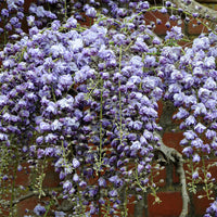 Wisteria Wisteria 'Black Dragon' purple
