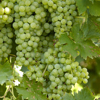 Grape Vitis 'Centennial Seedless' White - Bio