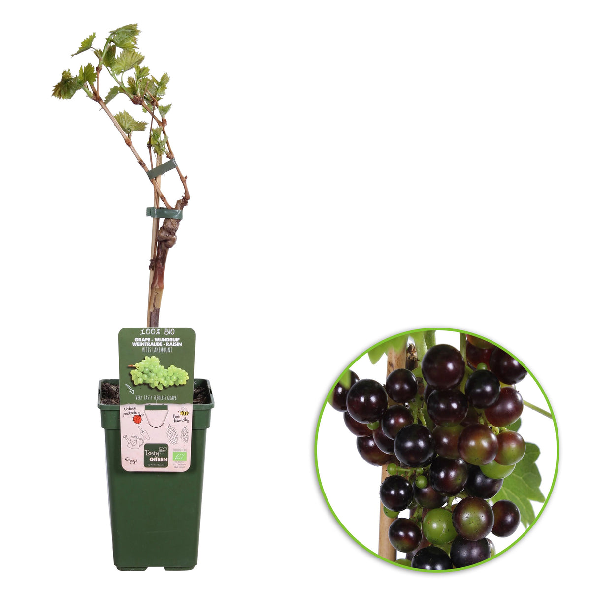 Grape Vitis 'Lakemount ' White - Bio