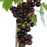 Grape Vitis 'Lakemount ' White - Bio