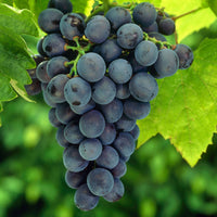 Grape Vitis 'Venus' Blue - Bio