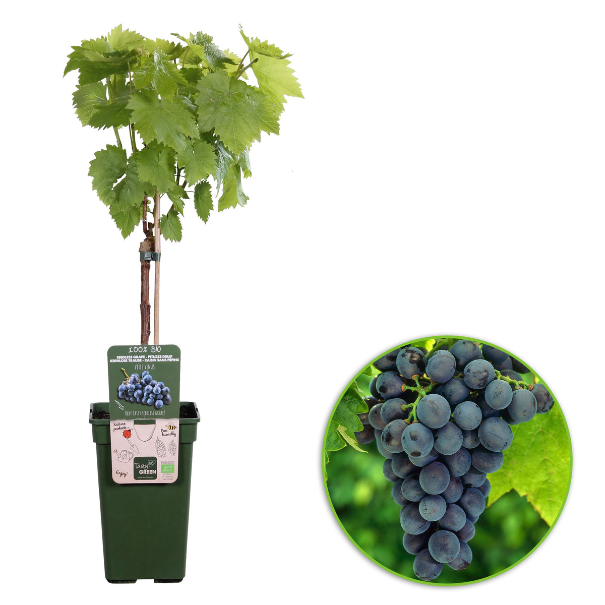 Grape Vitis 'Venus' Blue - Bio