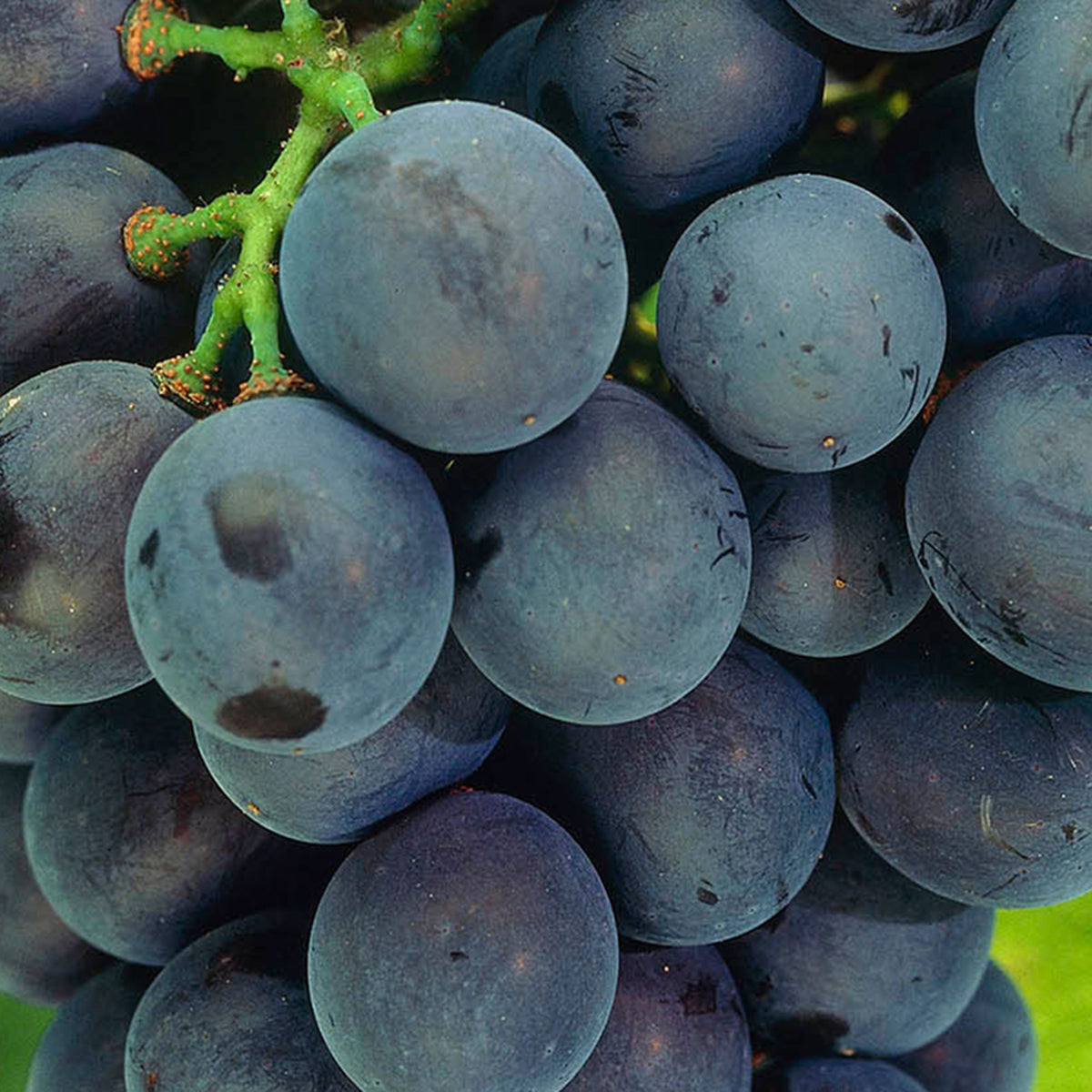 Grape Vitis 'Venus' Blue - Bio