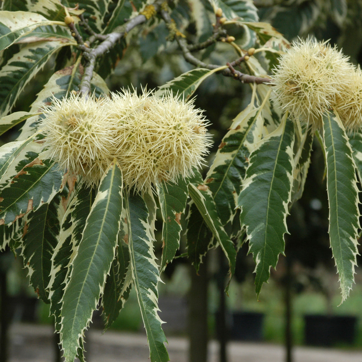Chestnut tree Castanea sativa - Bio - Hardy plant