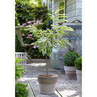 Chestnut tree Castanea sativa - Bio - Hardy plant