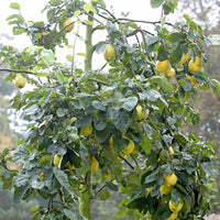 Quince tree Cydonia 'Leskovacks' - Bio - Hardy plant