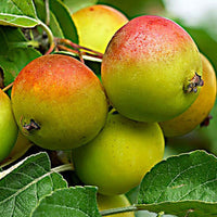 Apple tree Malus domestica 'Gala' White-Red-Green - Bio - Hardy plant