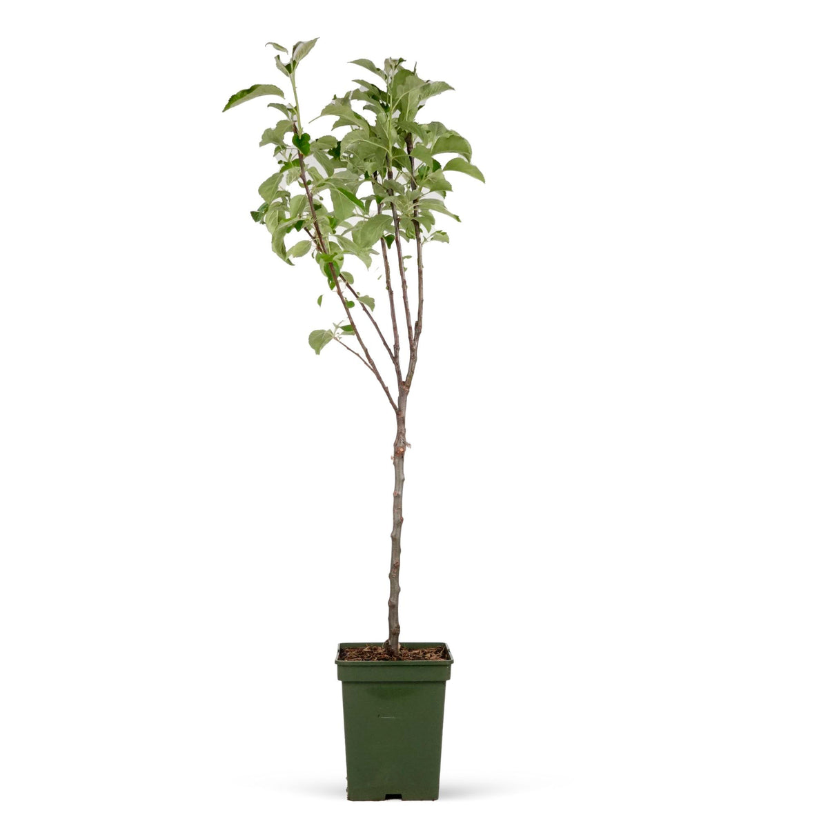 Apple tree Malus domestica 'Gala' White-Red-Green - Bio - Hardy plant