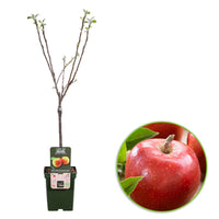 Apple Tree Malus 'Jonagold' - Bio - Hardy plant