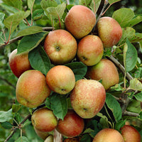 Apple tree Malus domestica 'Rode Boskoop' White-Red-Green - Bio - Hardy plant