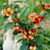 Dwarf cherry Prunus avium 'Bigarreau Napoléon' Green-Red-White - Bio - Hardy plant