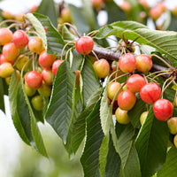 Dwarf cherry Prunus avium 'Bigarreau Napoléon' Green-Red-White - Bio - Hardy plant