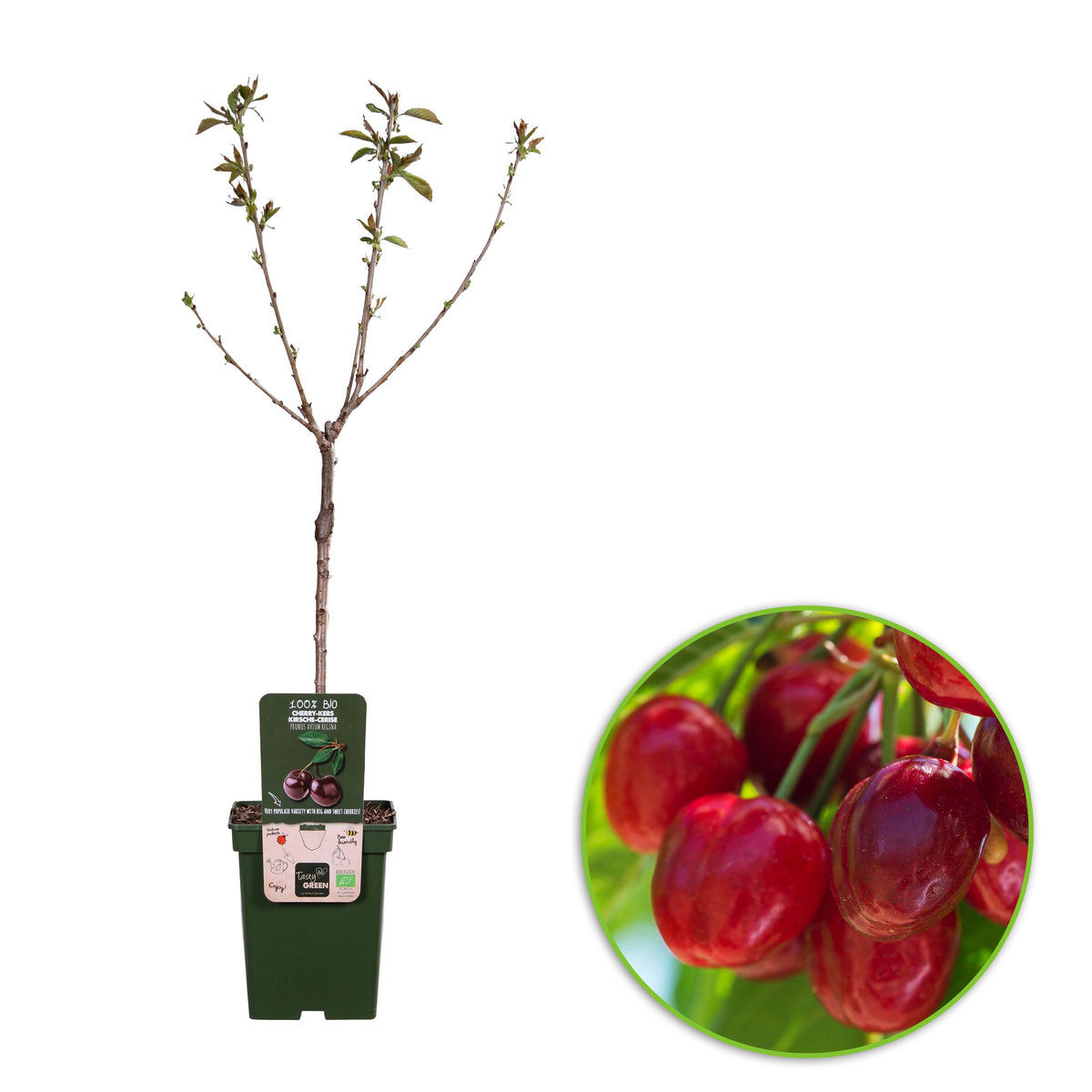 Dwarf cherry Prunus avium 'Regina' Green-Red-White - Bio - Hardy plant